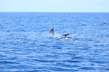 Fototapeta premium Delphine auf Madeira