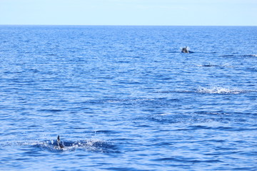 Delphine auf Madeira