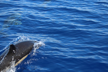 Delphine auf Madeira