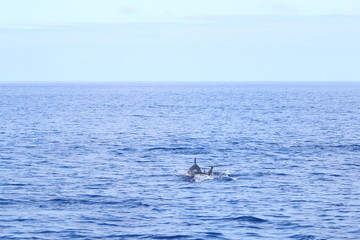 Obraz premium Delphine auf Madeira