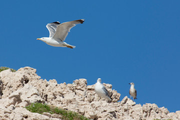 Seagull flying over a rock