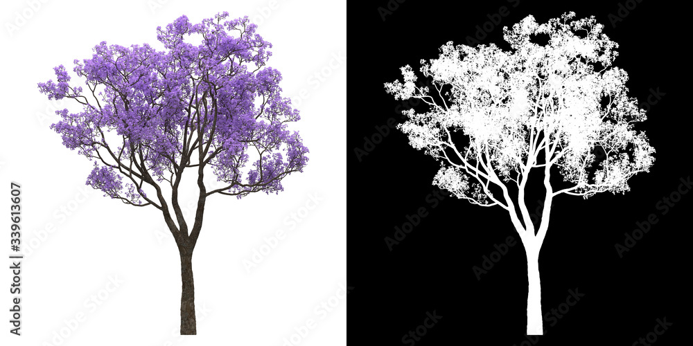 Wall mural left view of tree (jacaranda mimosifolia) png with alpha channel to cutout 3d rendering
