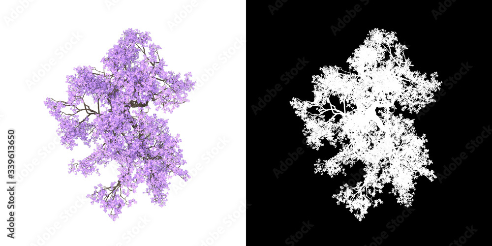 Canvas Prints top view of tree (jacaranda mimosifolia) png with alpha channel to cutout 3d rendering