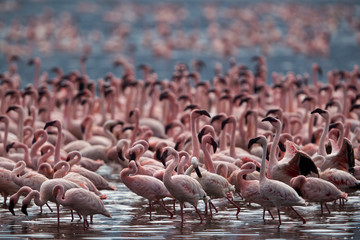 Naklejka premium Beautiful Lesser Flamingos