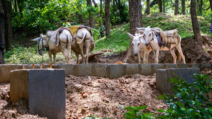 Four riding donkeys in the city of the Indian city of Agra