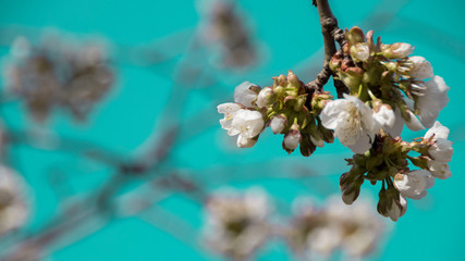 Wiosna  kwitną kwiaty  pastele turkus  - obrazy, fototapety, plakaty