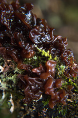Leafy Brain Fugus, Tremella Foliacea