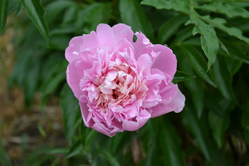pink peony flower