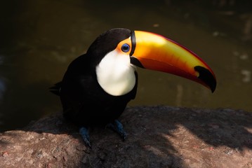 Naklejka premium ZOOLÓGICO