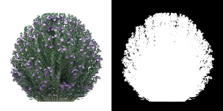 Front view of tree (Leucophyllum Frutescens) png with alpha channel to cutout 3D rendering