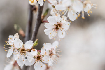 cherry tree blossom