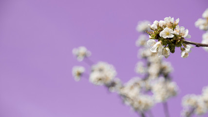 Fototapeta na wymiar Wiosna kwitną kwiaty pastele róż fiolet 