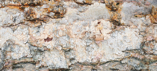 Side of birch tree trunk on its side with rough organic texture. Flaking and peeling bark.