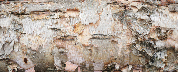 Side of birch tree trunk on its side with rough organic texture. Flaking and peeling bark.