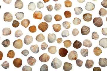 set of different sea shells isolated white background