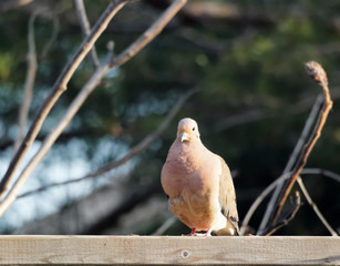 Spring dove