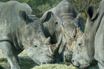 Fototapeta premium Rhino