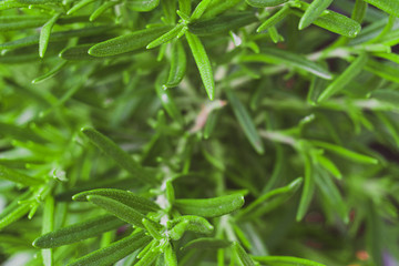 Fresh and Organic Rosemary Plant Close up