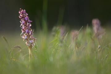 Orchidée géante sauvage dans un champ en jachère au printemps dans le sud de la France, en Cévennes.