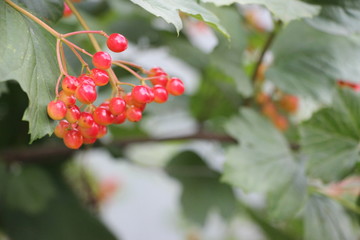 red berries on a branch