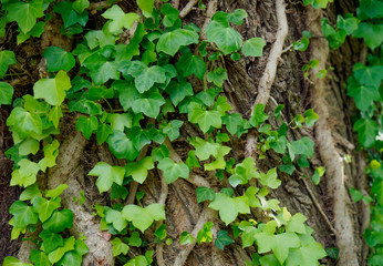 Ivy growing up a tree trunk. Green leaves and vines. 