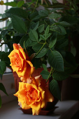  roses in a pot on the window yellow, red, orange