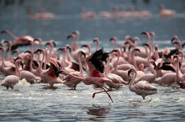 Naklejka premium Lesser Flamingo taking flight, Bogoria lake
