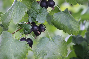 black currant bush