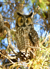 Long Eared Owl