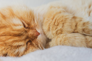 Cute Cat Sleeping and Relaxed Snuggling on the bed. Animal Friendly Concept. Golden Persian Cat Kitten. Close up.