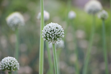 flower of a dandelion