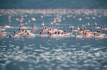 Fototapeta premium Lesser Flamingos