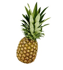 Fototapeta premium Pineapple.