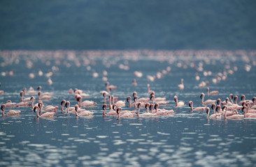 Naklejka premium Lesser Flamingos swimming in water