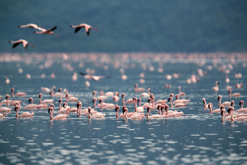 Lesser Flamingos swimming at Bogoria Lake, Kenya