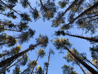 Trees against the blue sky, view from below. Tall pine trees in a green forest. Background texture: tops of fir trees.