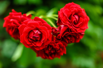Red Rose on the Branch in the Garden