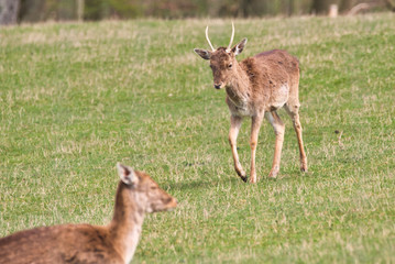 a fallow deer herd resting in a meadow