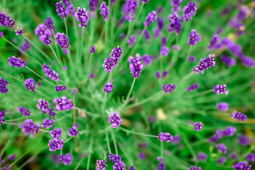 Lavender flowers blooming. Purple field flowers background. Tender lavender flowers. 
