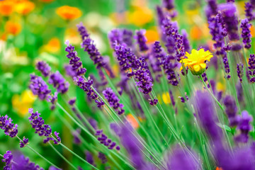 Lavender flowers blooming. Purple field flowers background. Tender lavender flowers. 
