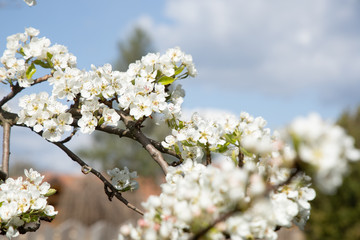 cherry blossom with sky background and a bee close up