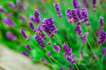 Fototapeta premium Lavender flowers blooming. Purple field flowers background. Tender lavender flowers. 