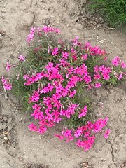 flowers in the garden