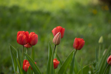 Fototapeta na wymiar Red tulips with green grass background close up