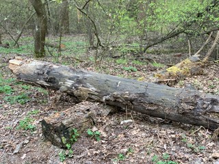 An old big tree fell in the forest. Two parts of a broken tree.