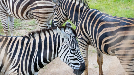 Fototapeta na wymiar Zebras im Zoo