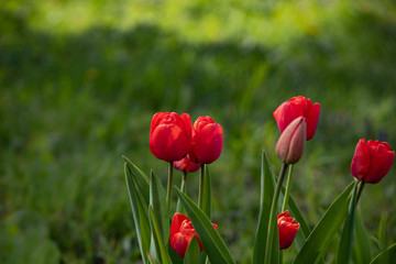 Red tulips with green grass background close up