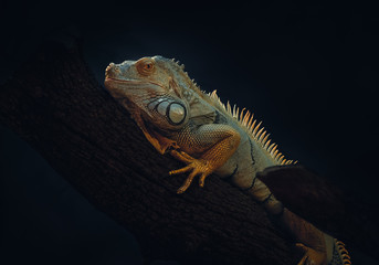 Green Iguana