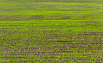 Obraz premium Nice spring green grass field textured background. Agriculture, spring background