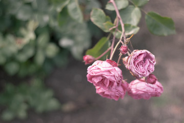 pink rose on a wooden background